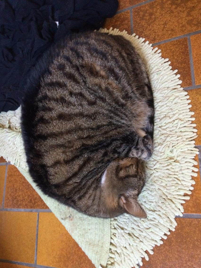 Huskat Kattebi <3 RIP billede 3