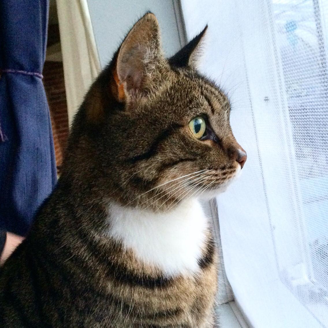 Huskat Kattebi <3 RIP billede 6