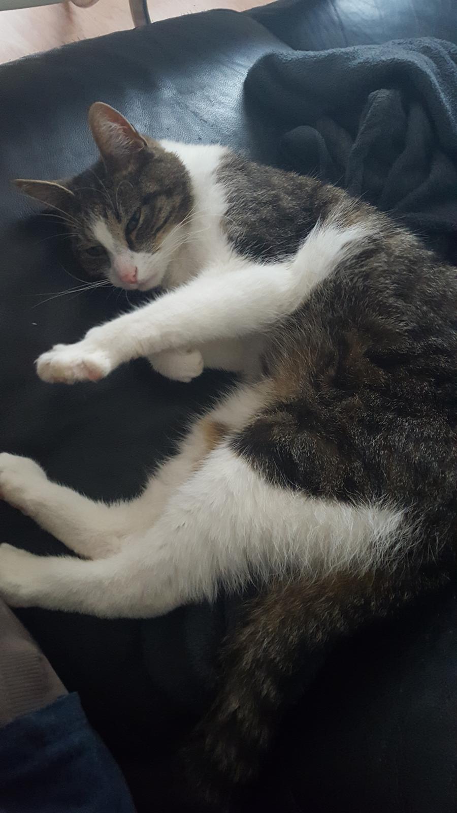 Blanding af racer Smølf billede 1