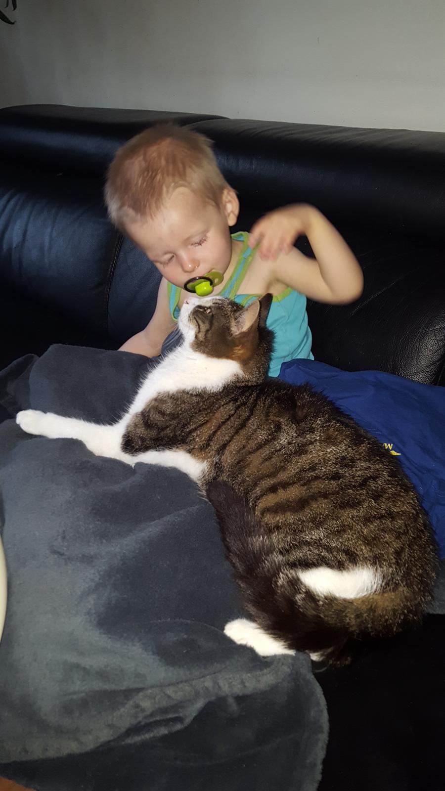 Blanding af racer Smølf billede 7