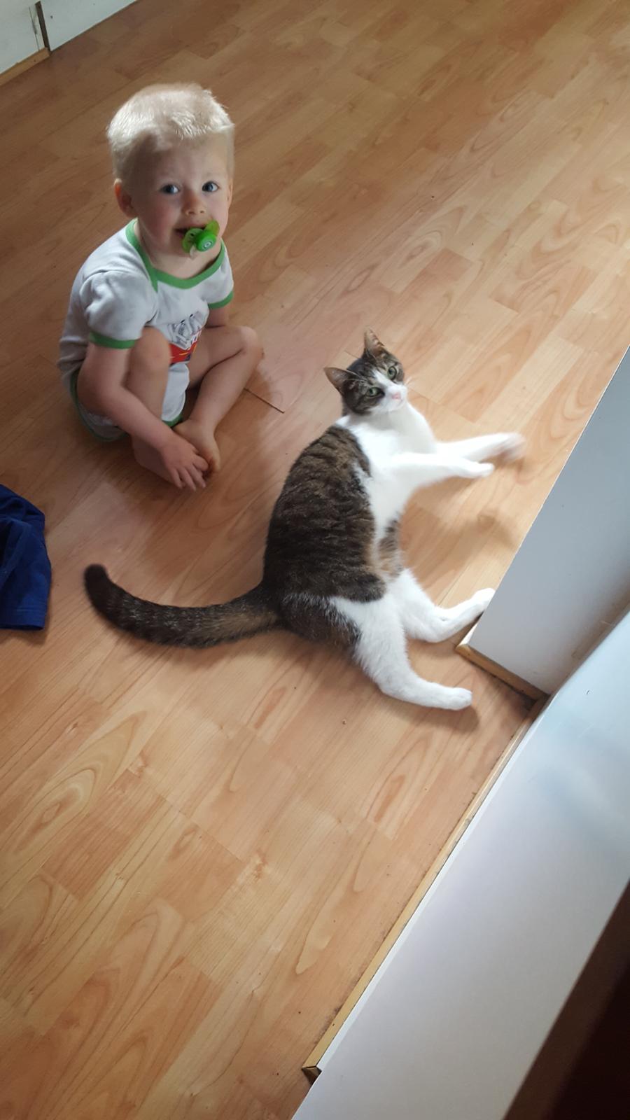 Blanding af racer Smølf billede 10