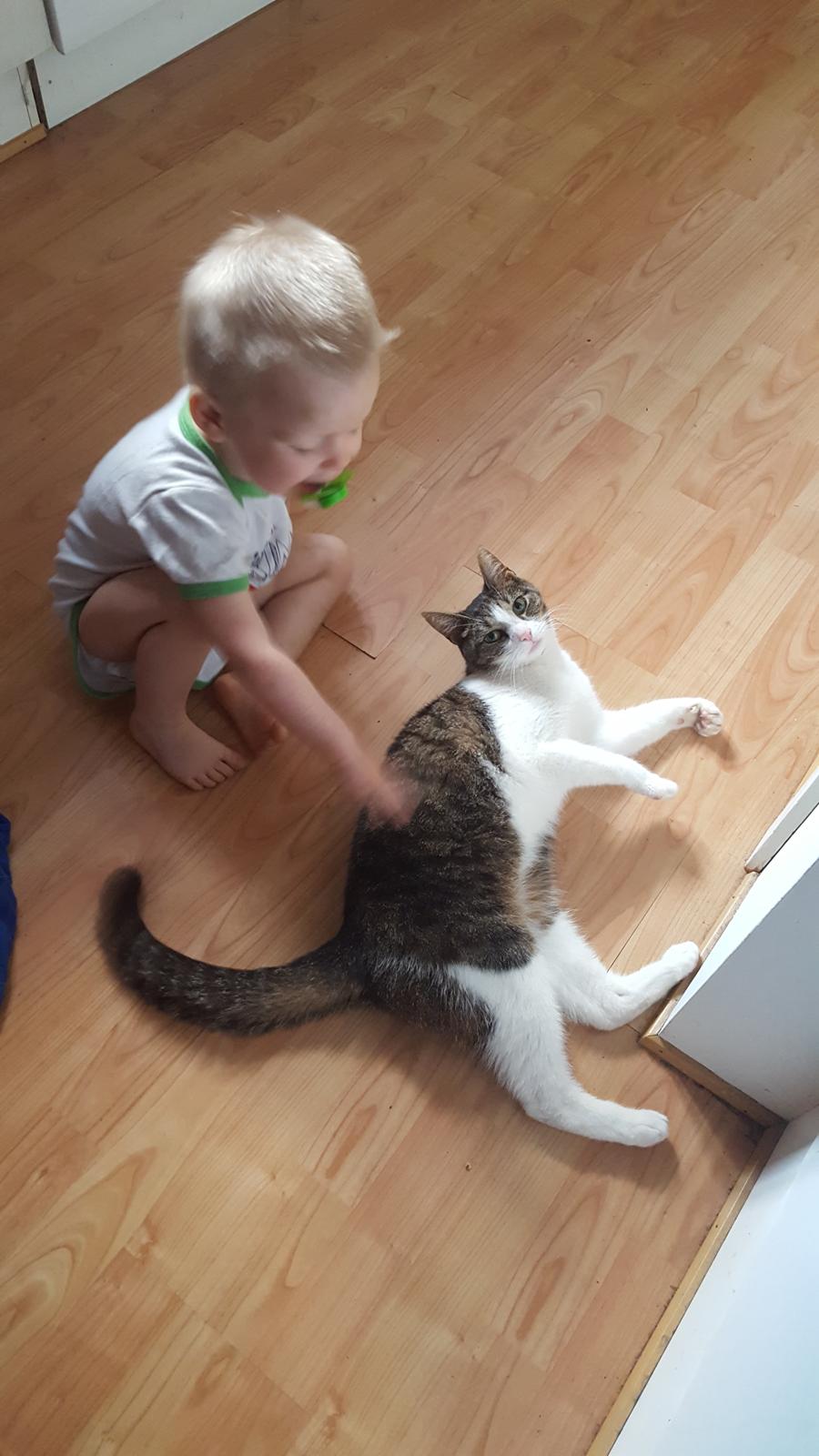 Blanding af racer Smølf billede 12