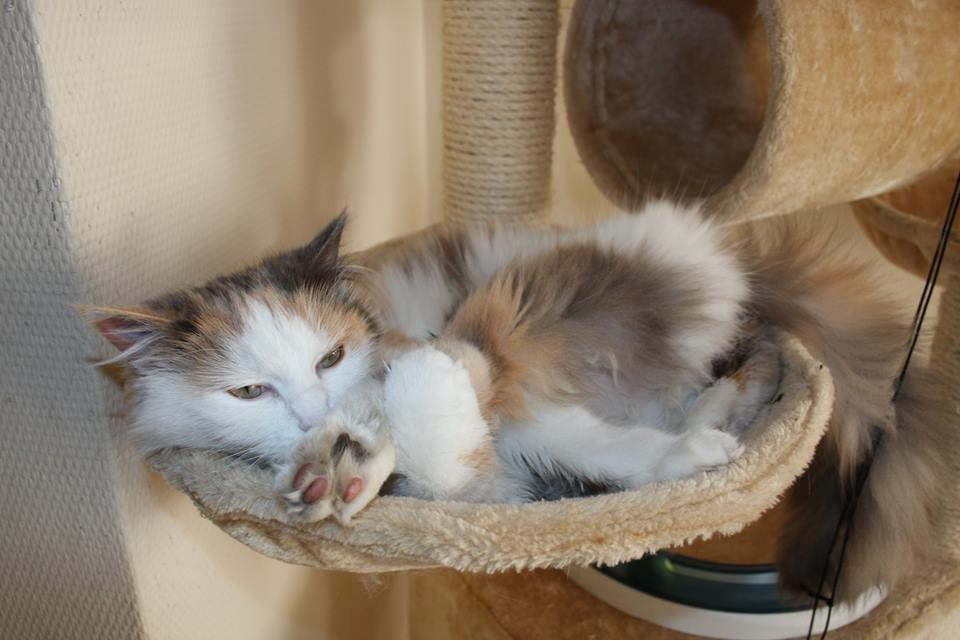 Huskat Fluffy billede 4