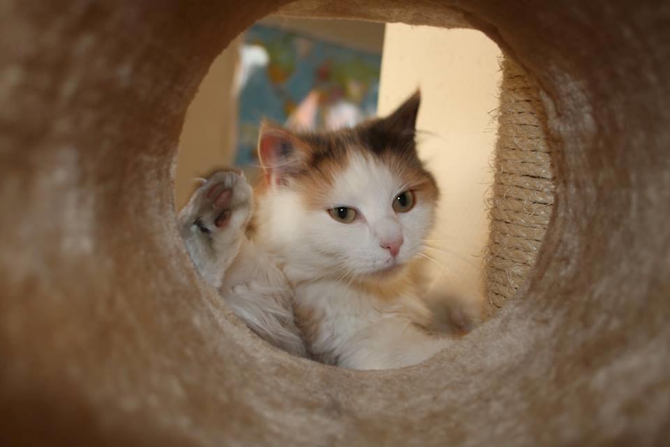 Huskat Fluffy billede 6