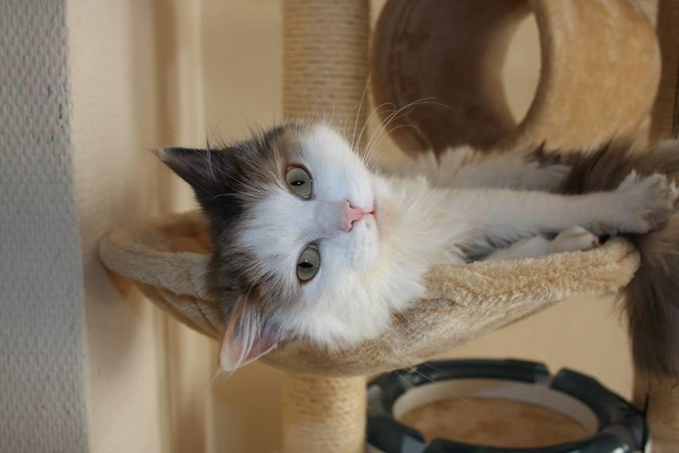 Huskat Fluffy billede 7