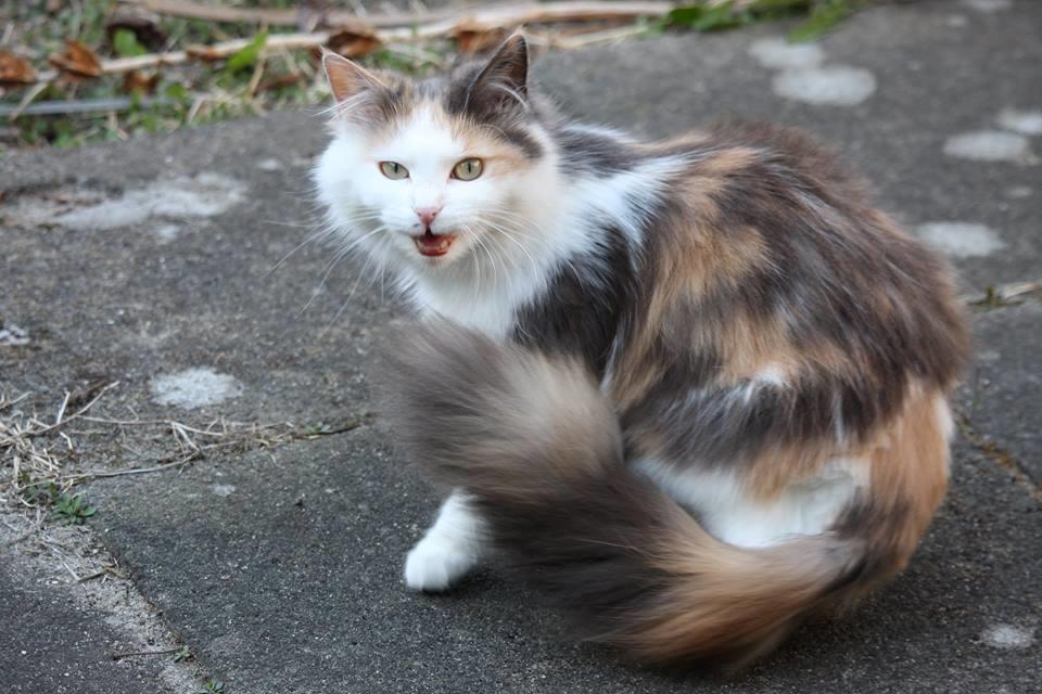 Huskat Fluffy billede 8