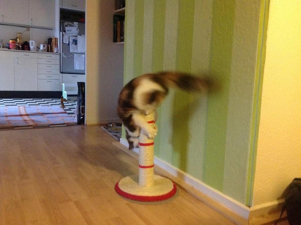 Huskat Fluffy billede 3