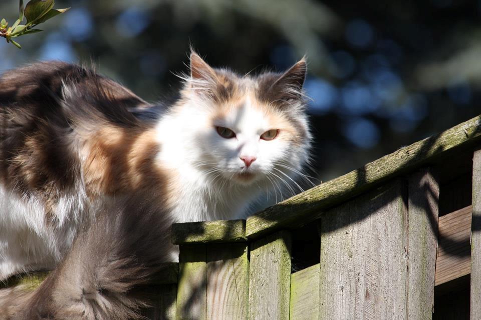 Huskat Fluffy billede 10