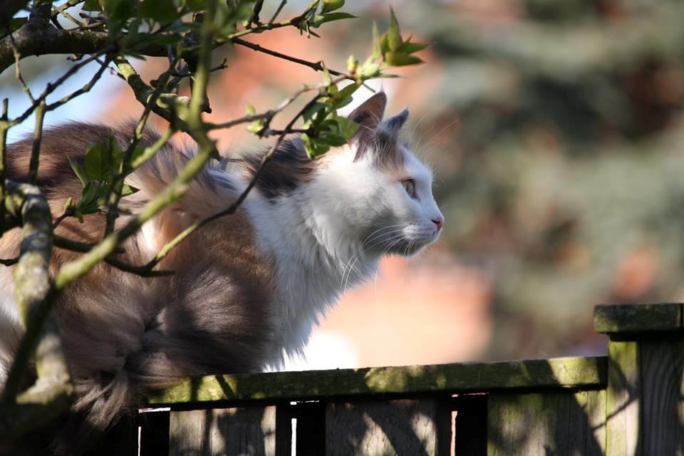 Huskat Fluffy billede 13