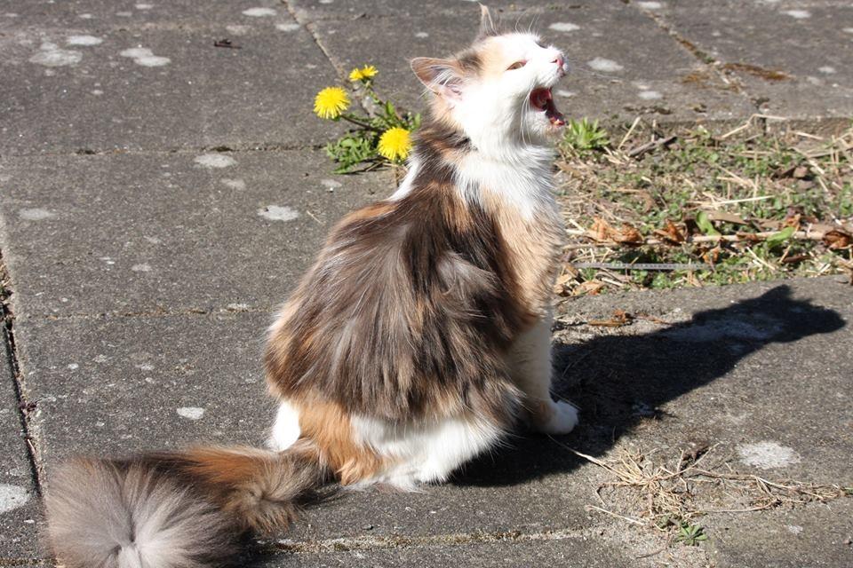 Huskat Fluffy billede 14