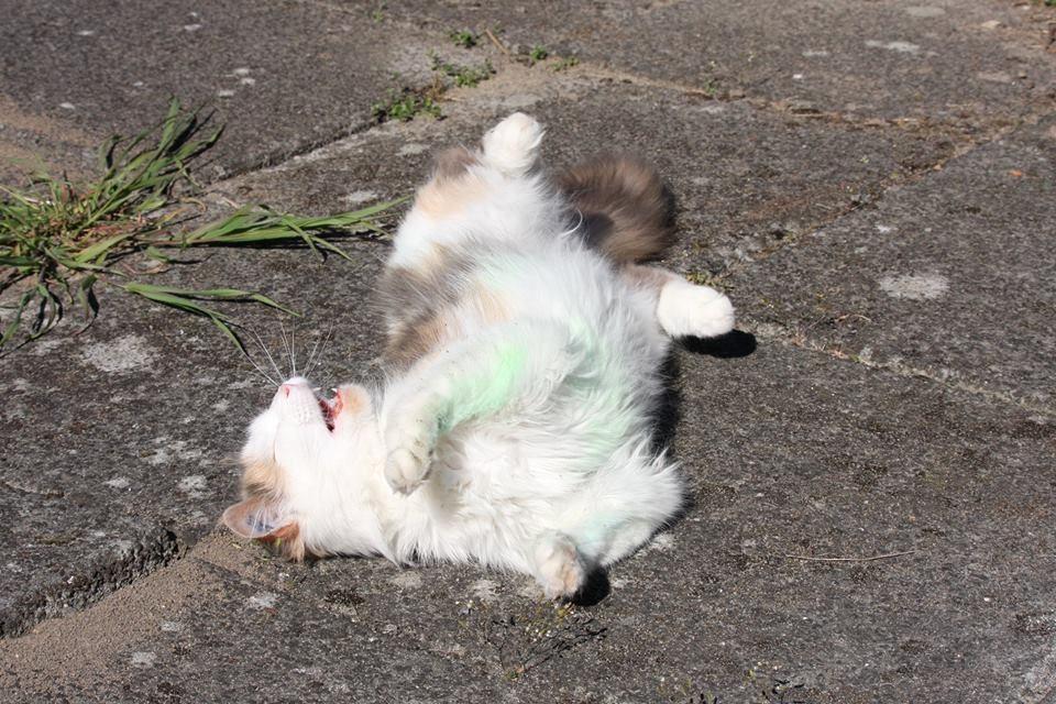 Huskat Fluffy billede 18