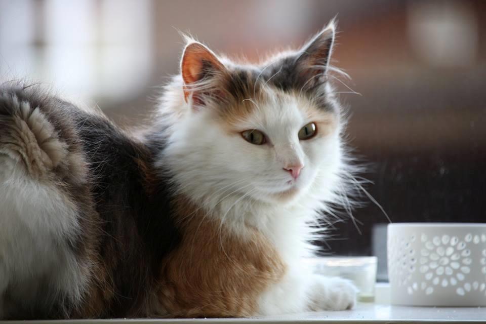 Huskat Fluffy billede 20