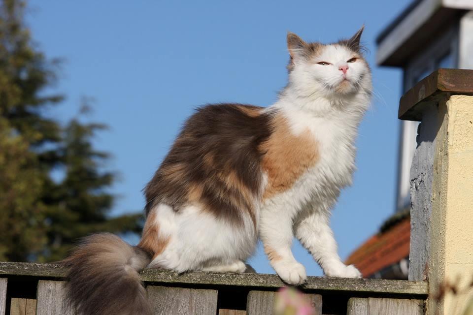 Huskat Fluffy billede 23