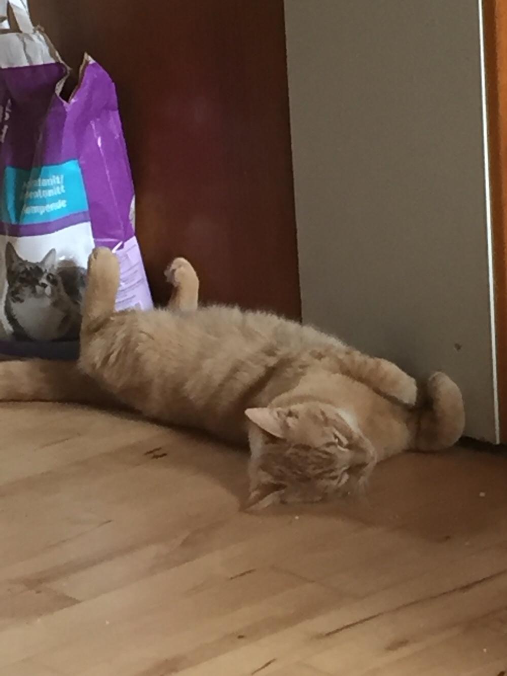 Huskat Louie billede 9