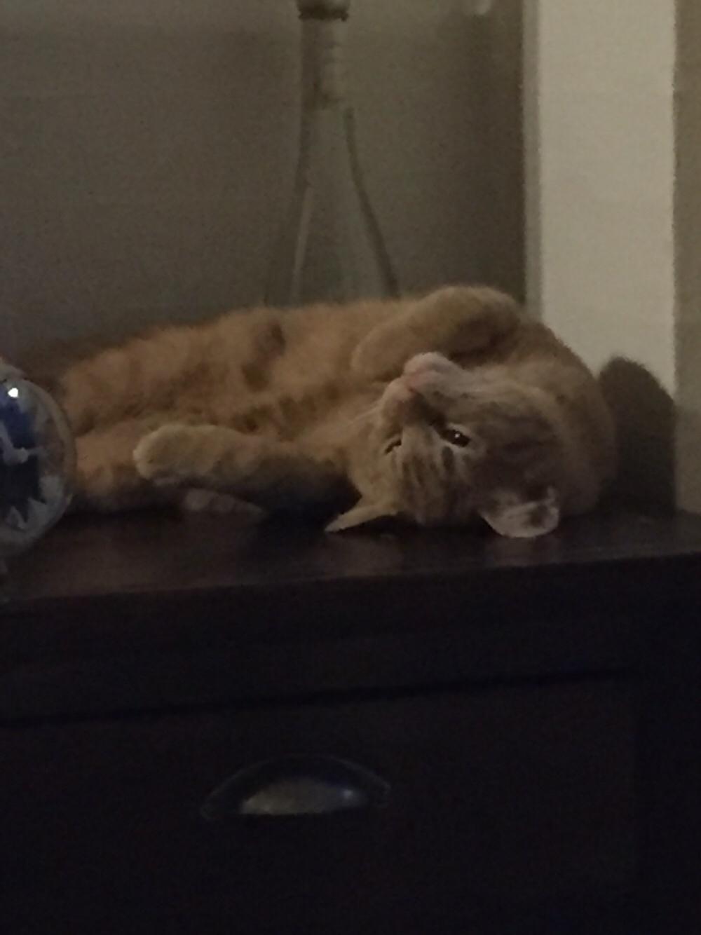 Huskat Louie billede 10