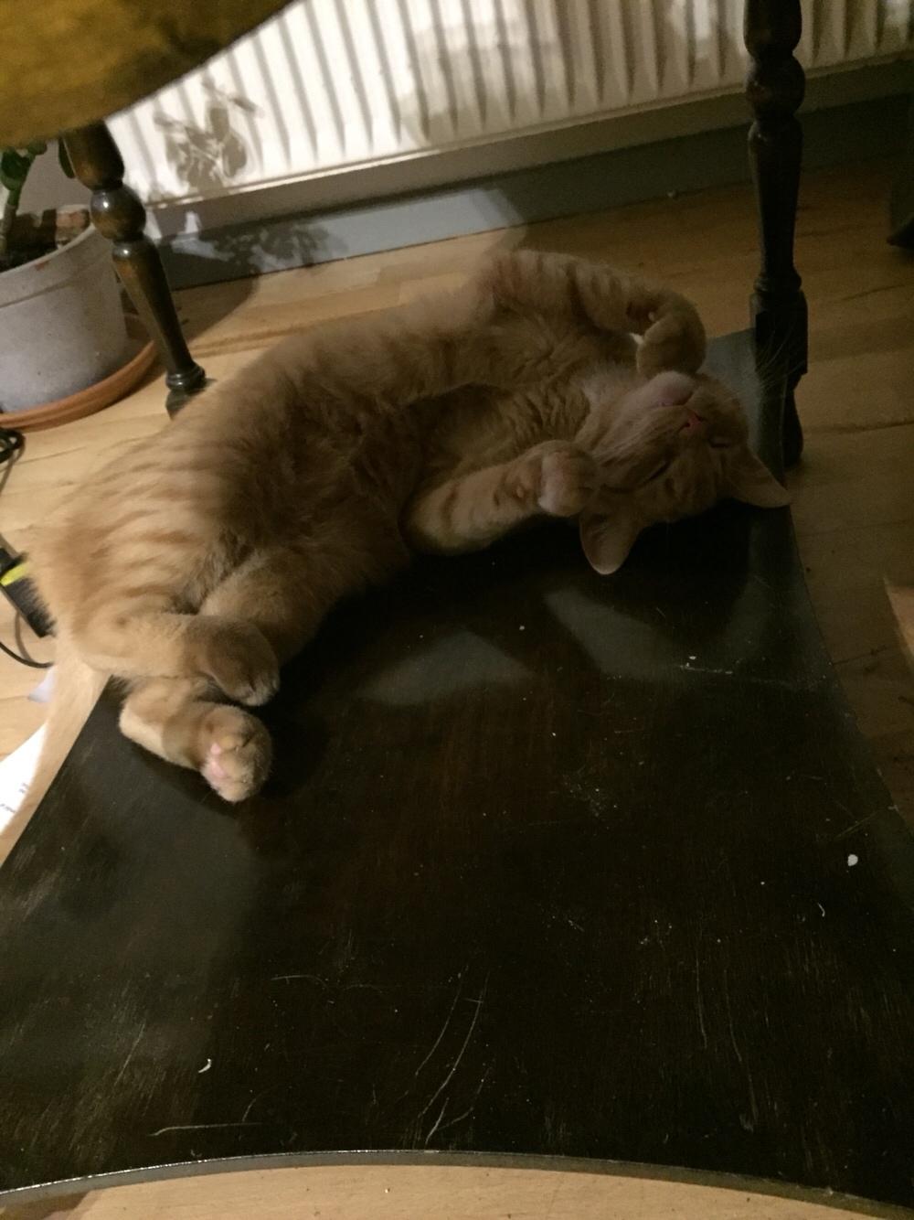 Huskat Louie billede 12