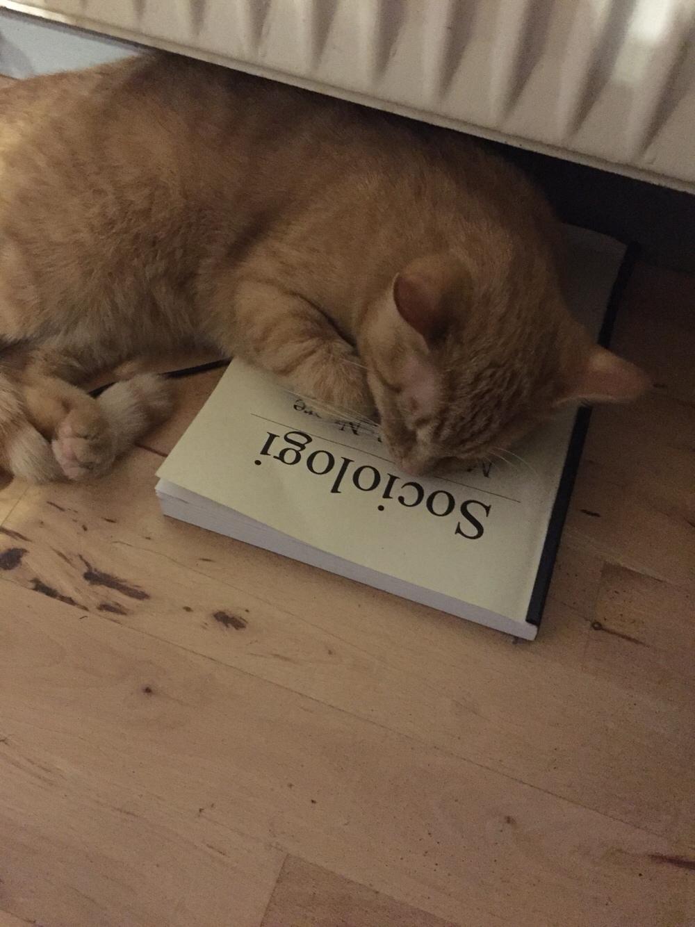 Huskat Louie billede 11