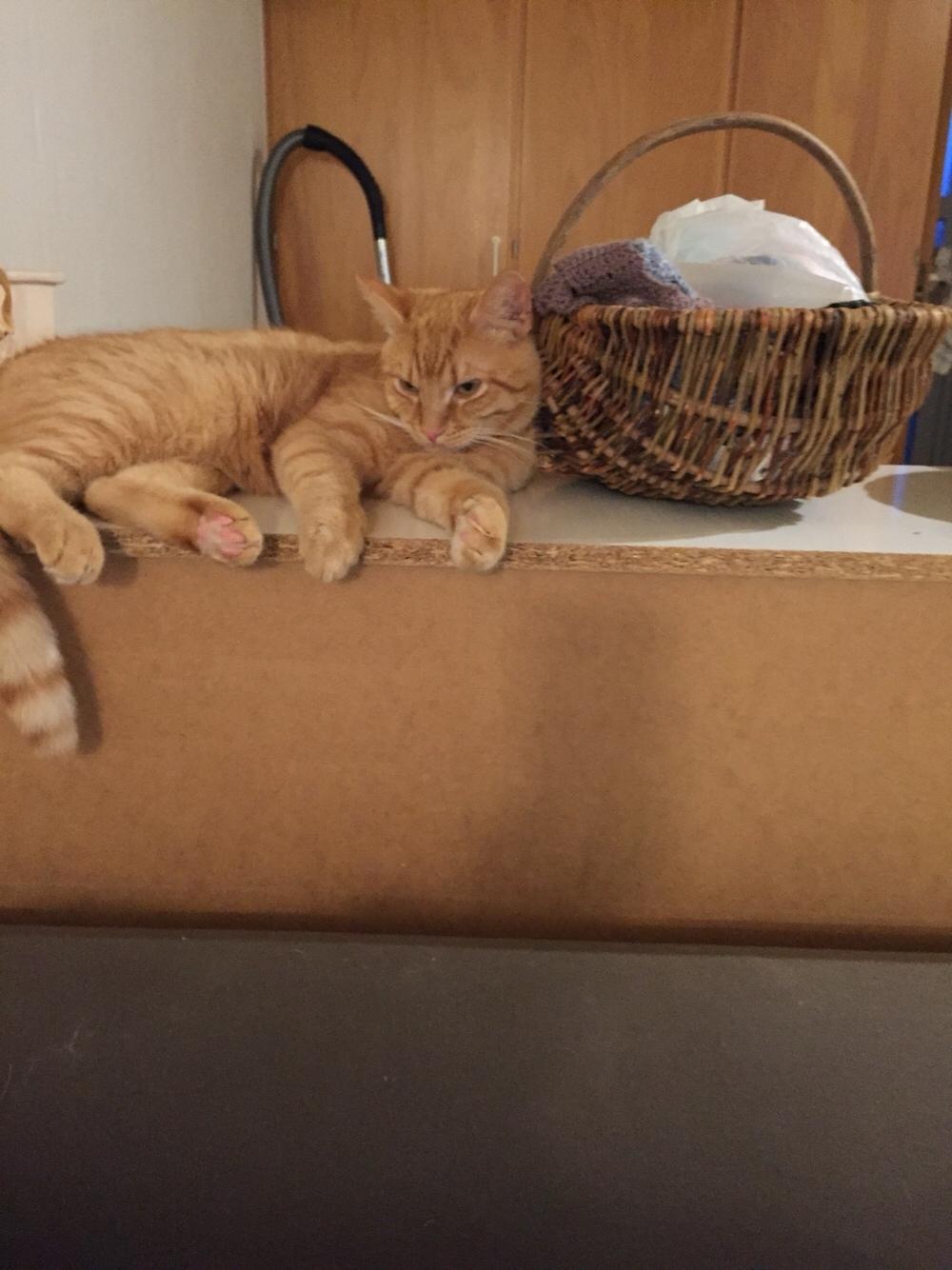 Huskat Louie billede 13