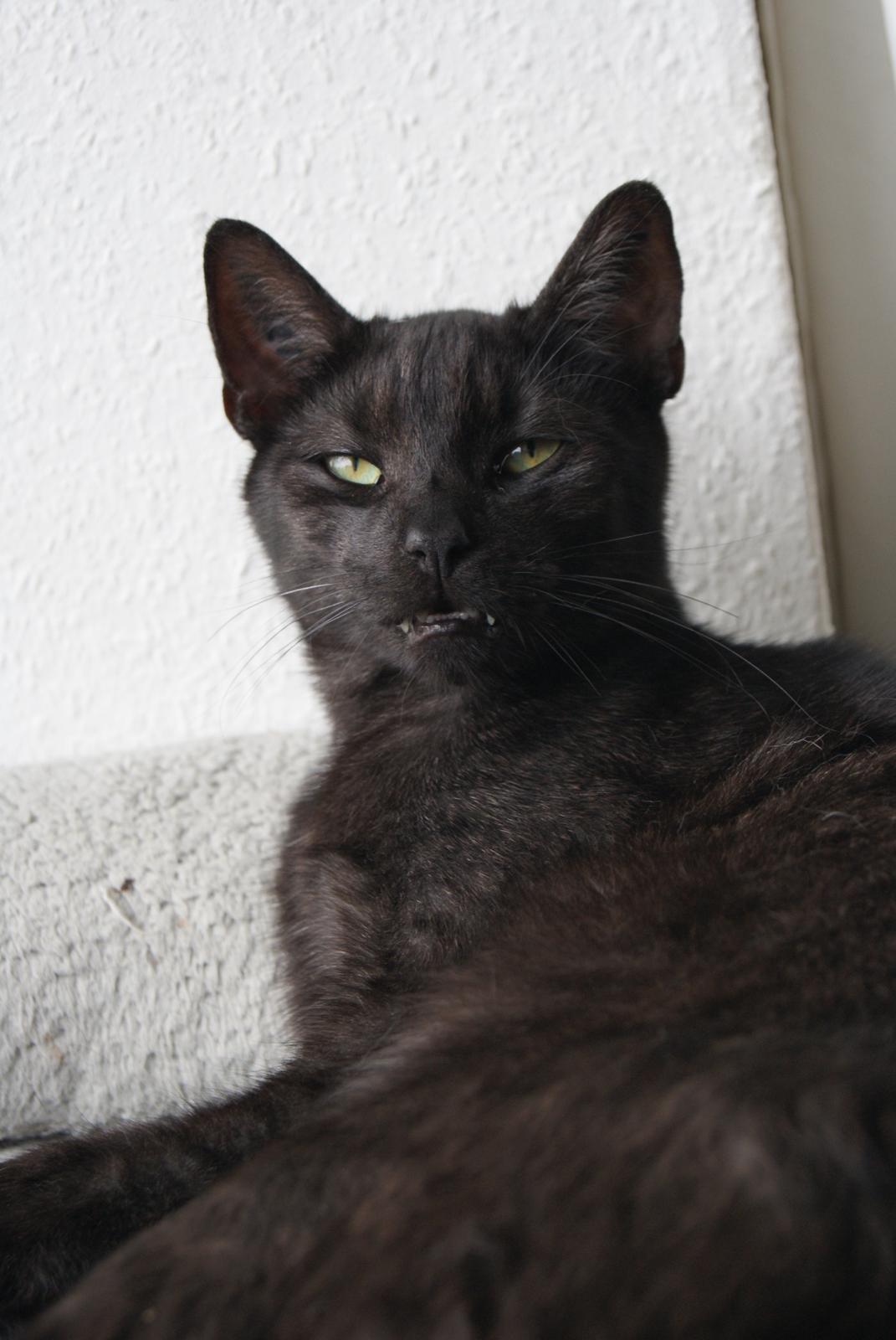 Huskat Bent Miau billede 10