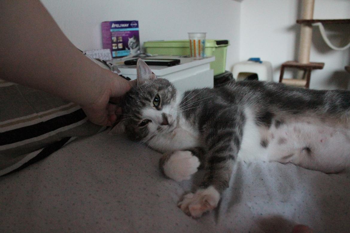 Huskat Mini billede 3