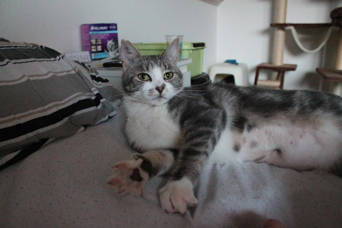 Huskat Mini billede 4