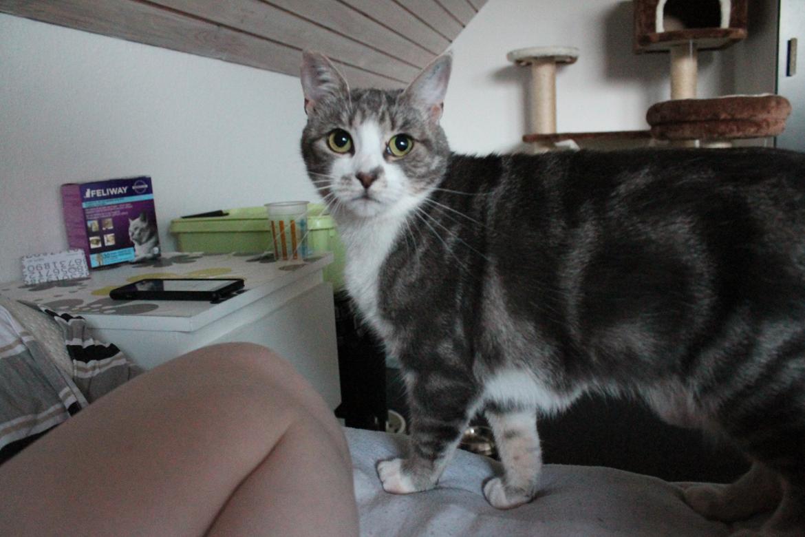 Huskat Mini billede 2