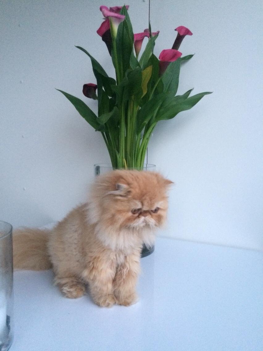 Perser Buddha No. 1 billede 23