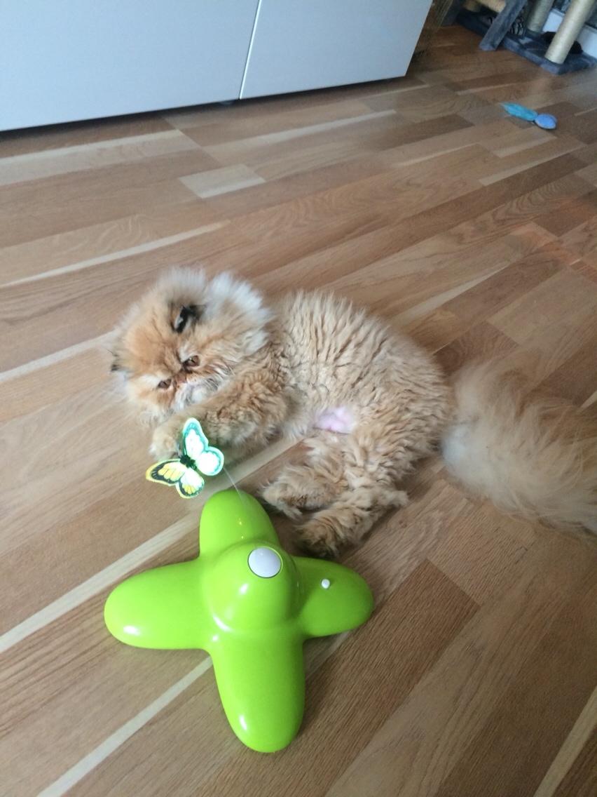 Perser Buddha No. 1 billede 24