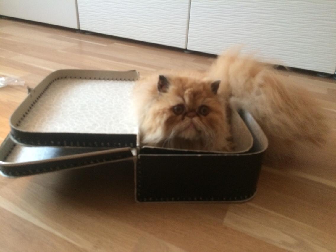 Perser Buddha No. 1 billede 25