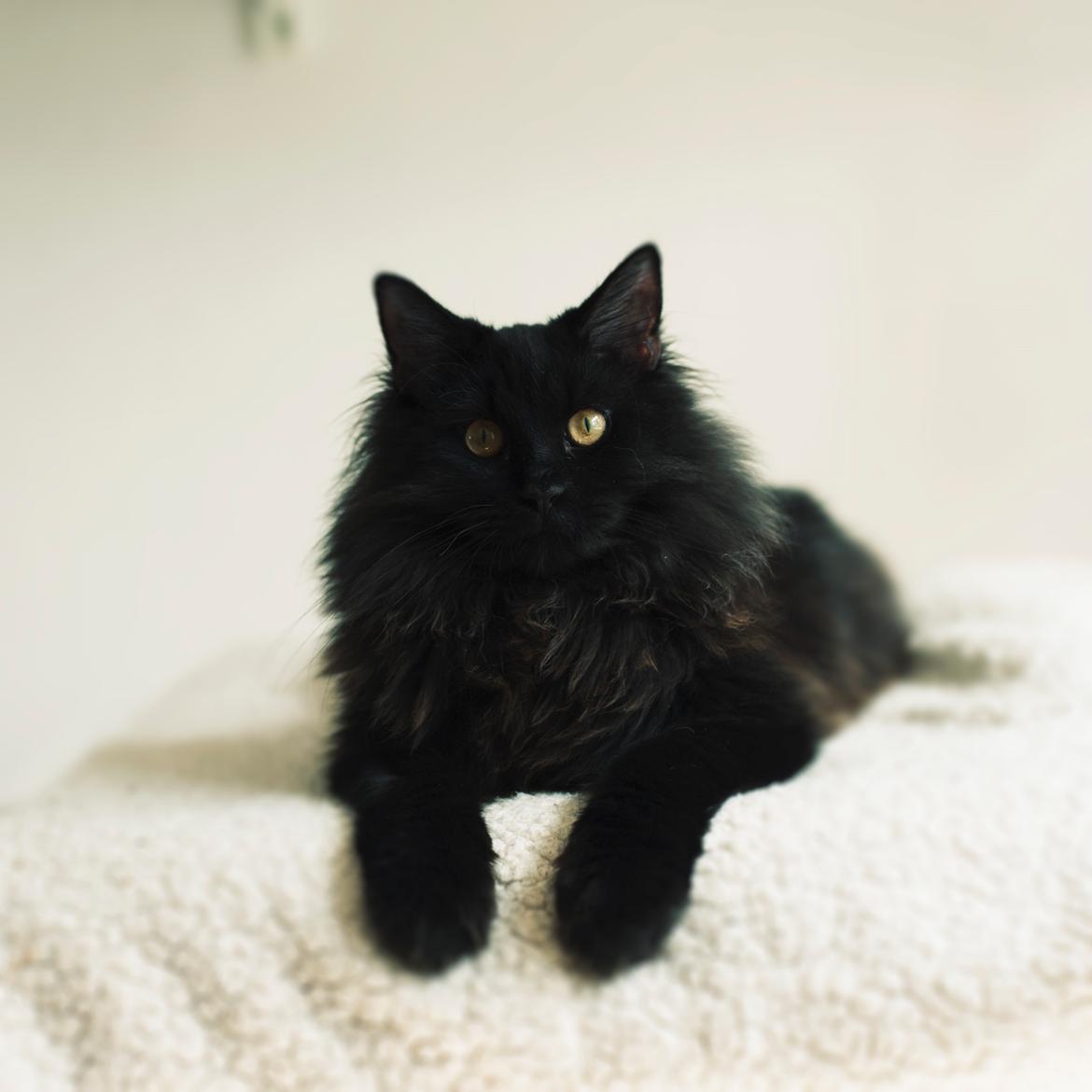 Blanding af racer Hubert - 8 måneder gammel billede 1