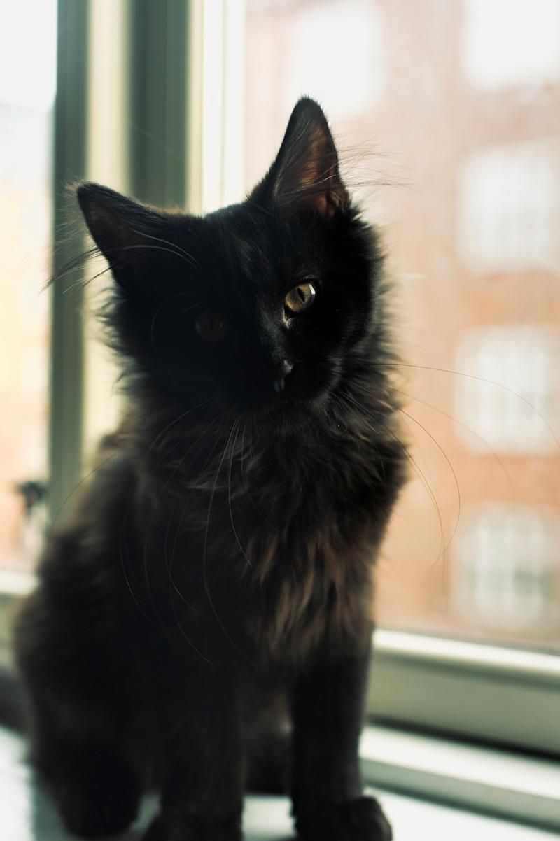 Blanding af racer Hubert - "Teenager" med lange lemmer  billede 7