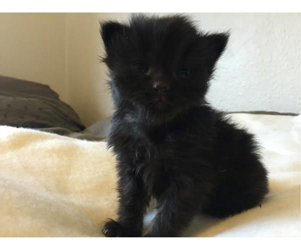 Blanding af racer Hubert billede 14