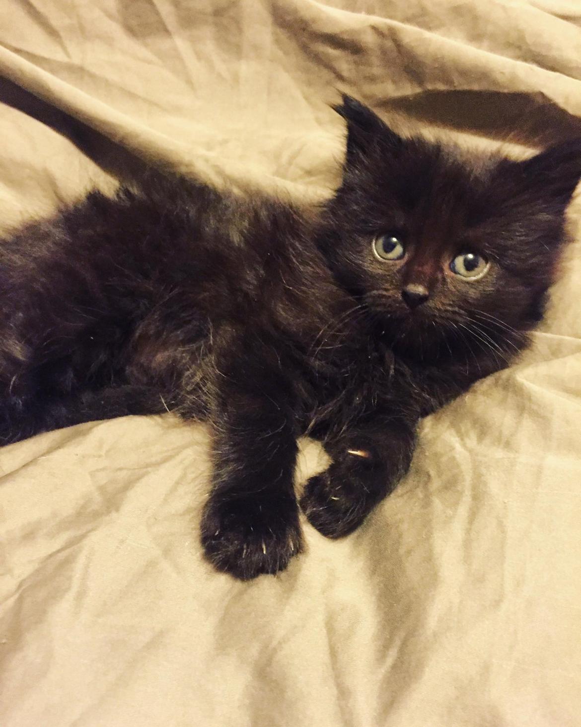 Blanding af racer Hubert billede 13