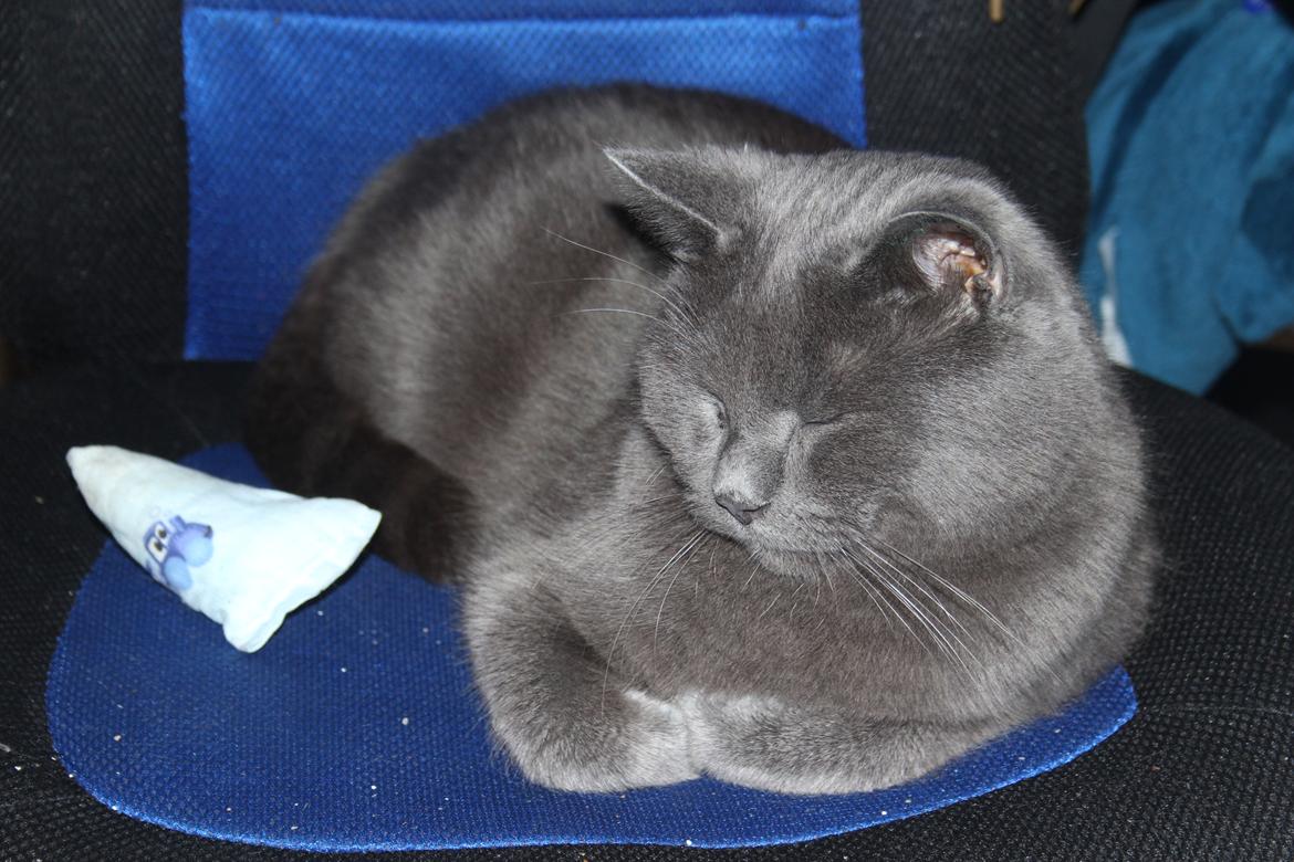 Blanding af racer Shivas  billede 3