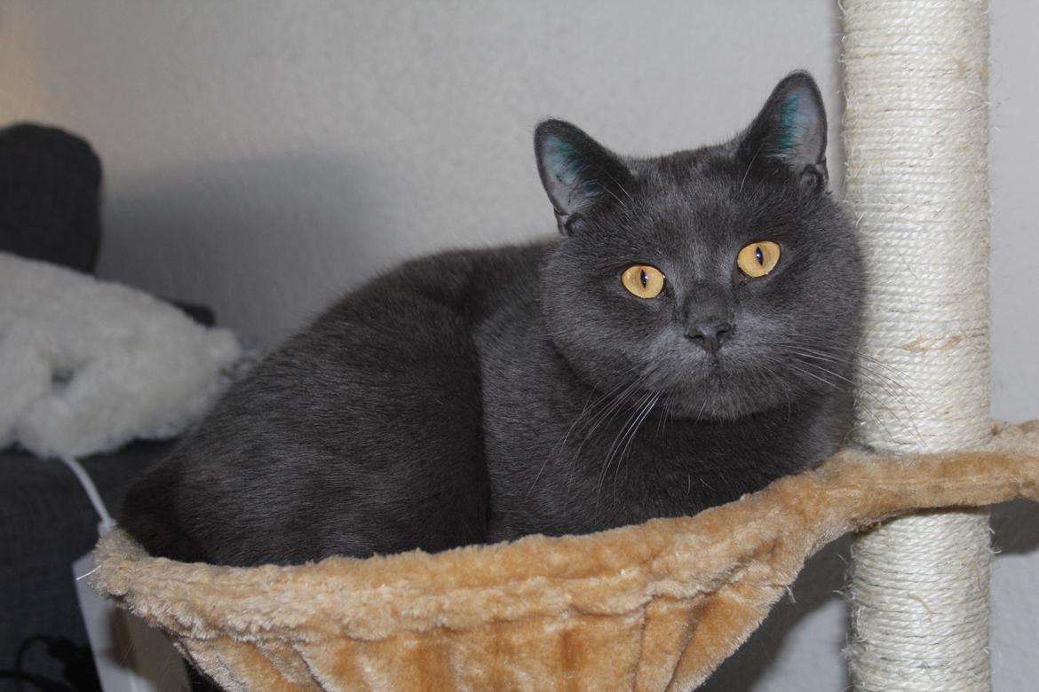 Blanding af racer Shivas  billede 5