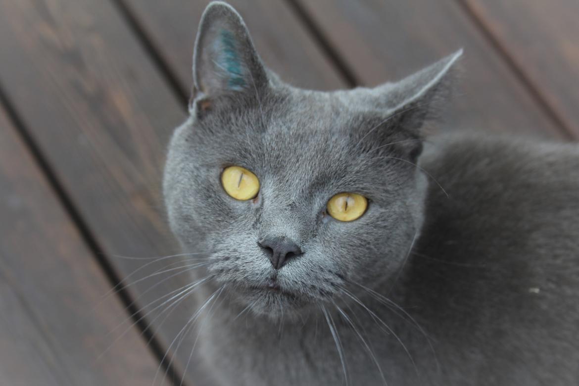 Blanding af racer Shivas  billede 1