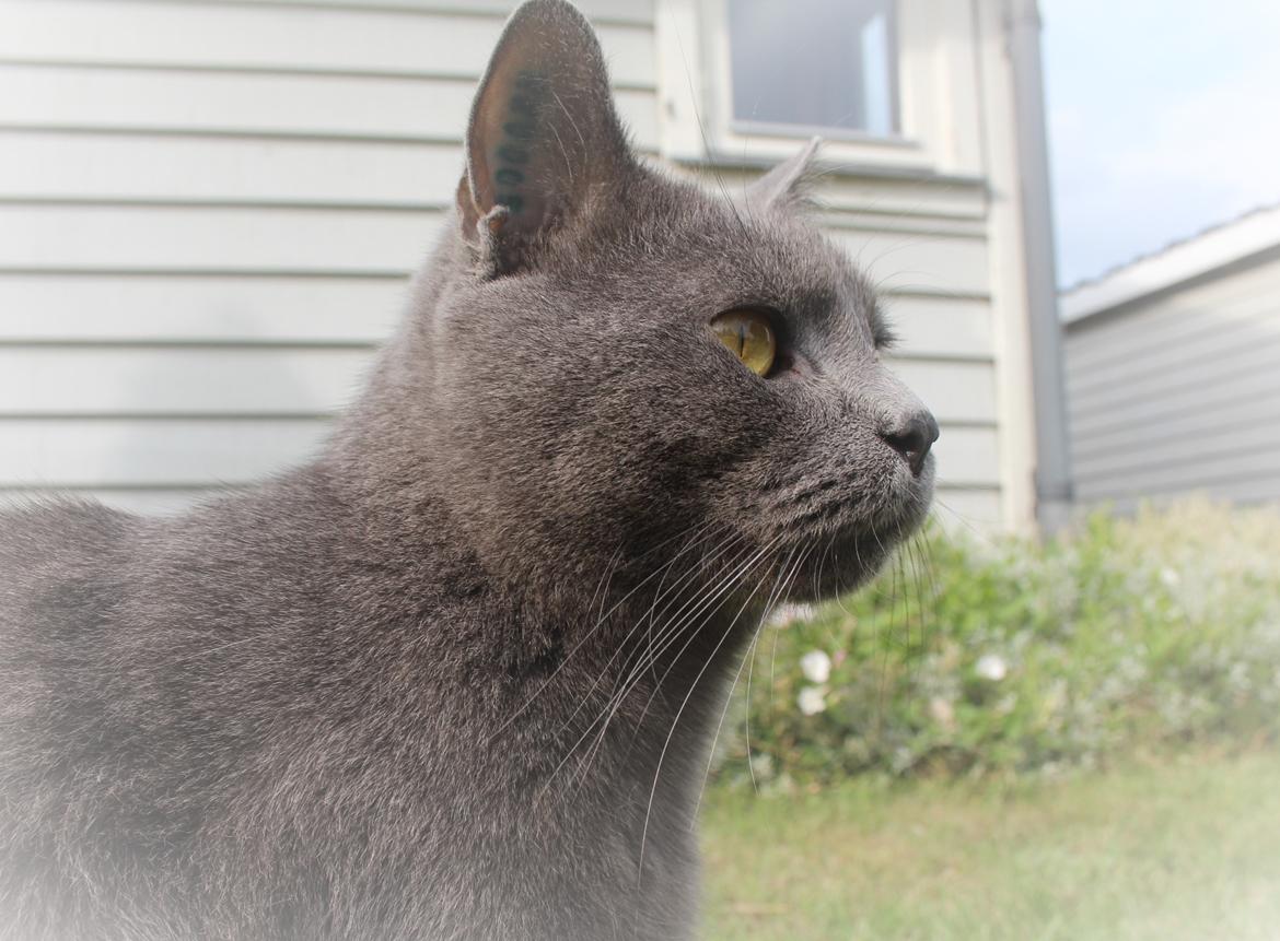 Blanding af racer Shivas  billede 4