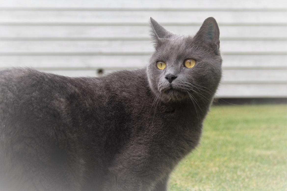 Blanding af racer Shivas  billede 6