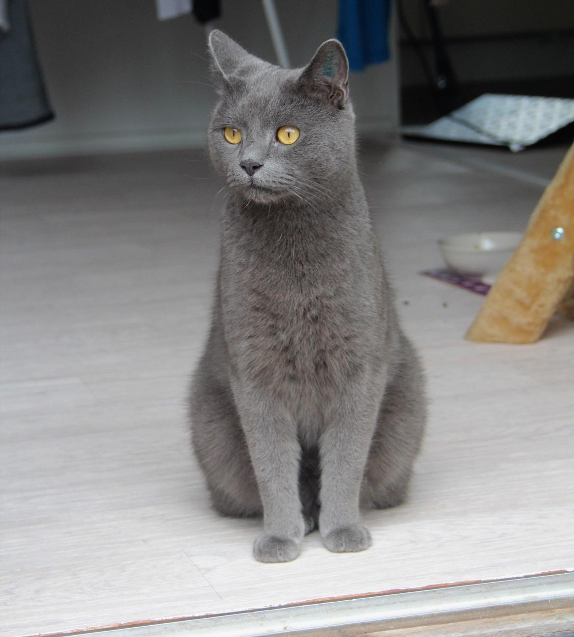 Blanding af racer Shivas  billede 7