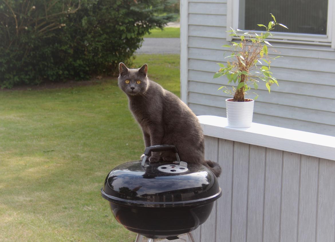 Blanding af racer Shivas  billede 8