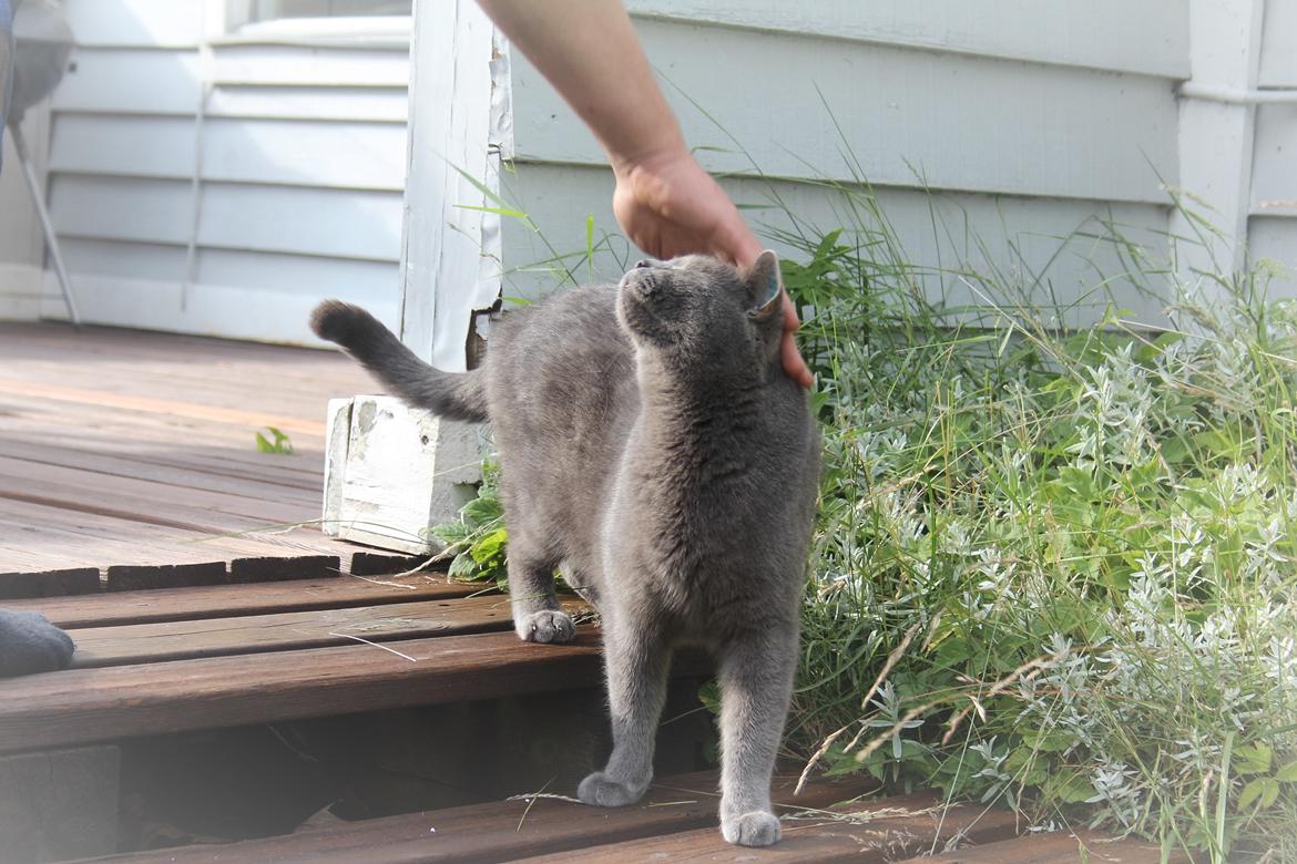 Blanding af racer Shivas  billede 2