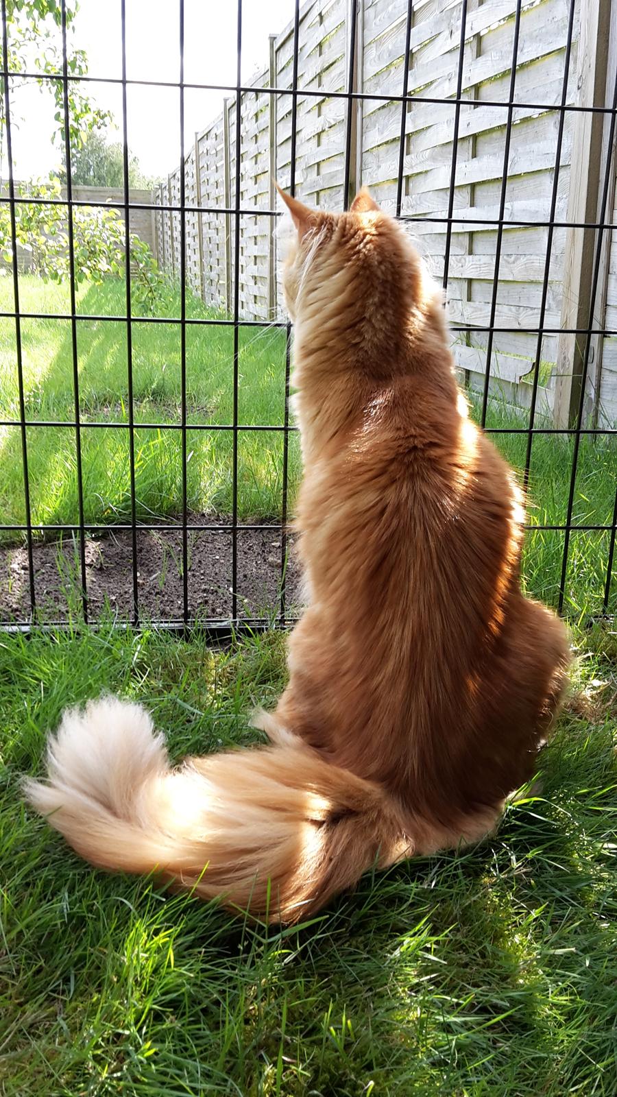 Blanding af racer Bailey billede 2