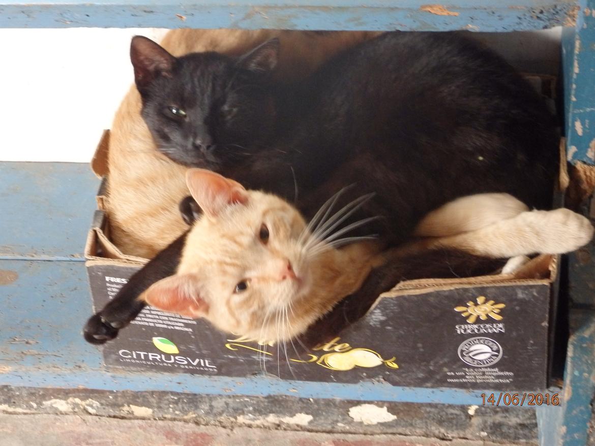 Huskat Garfild billede 9