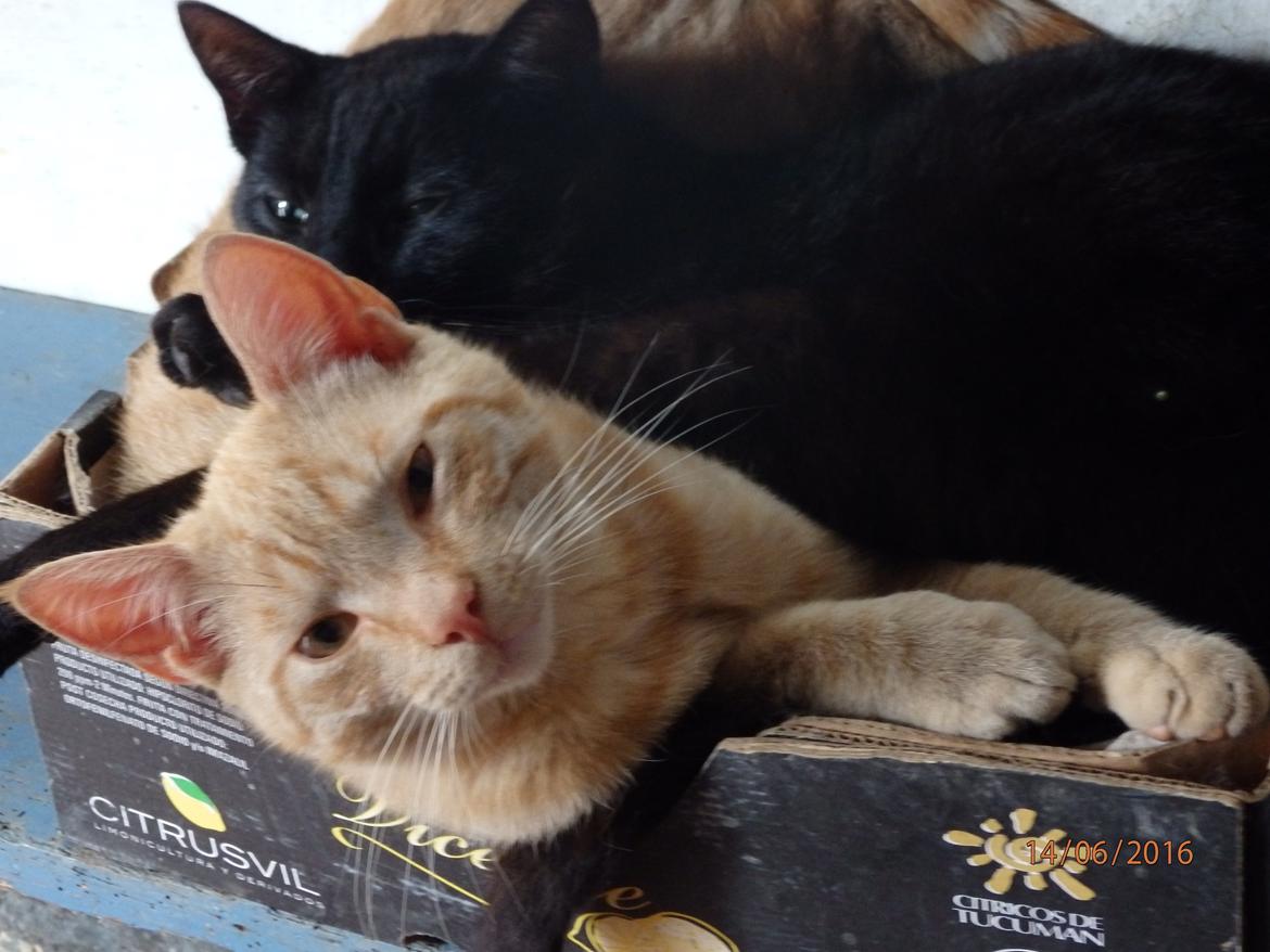 Huskat Garfild billede 10