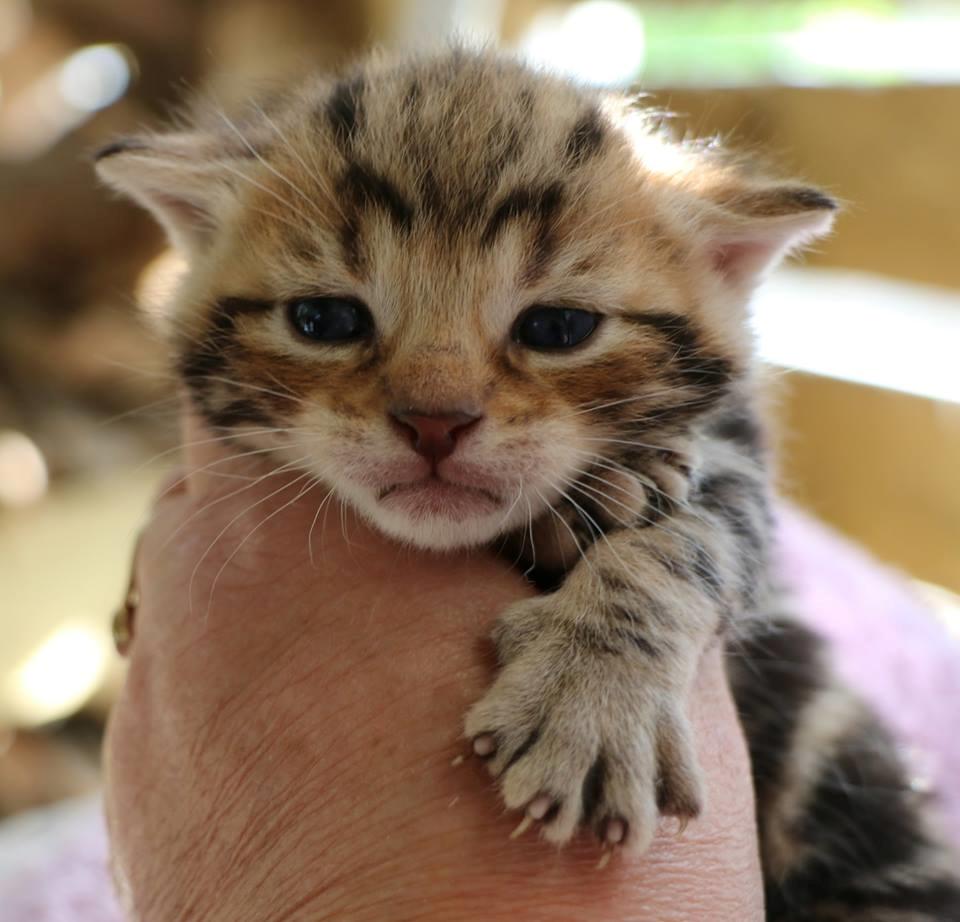 Huskat Mr. Tomiss billede 47