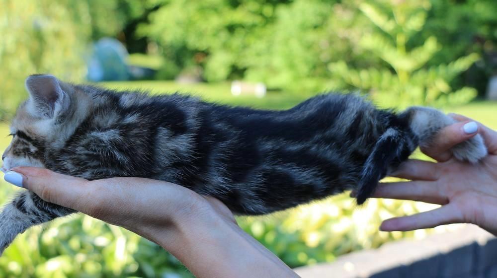 Huskat Mr. Tomiss billede 46