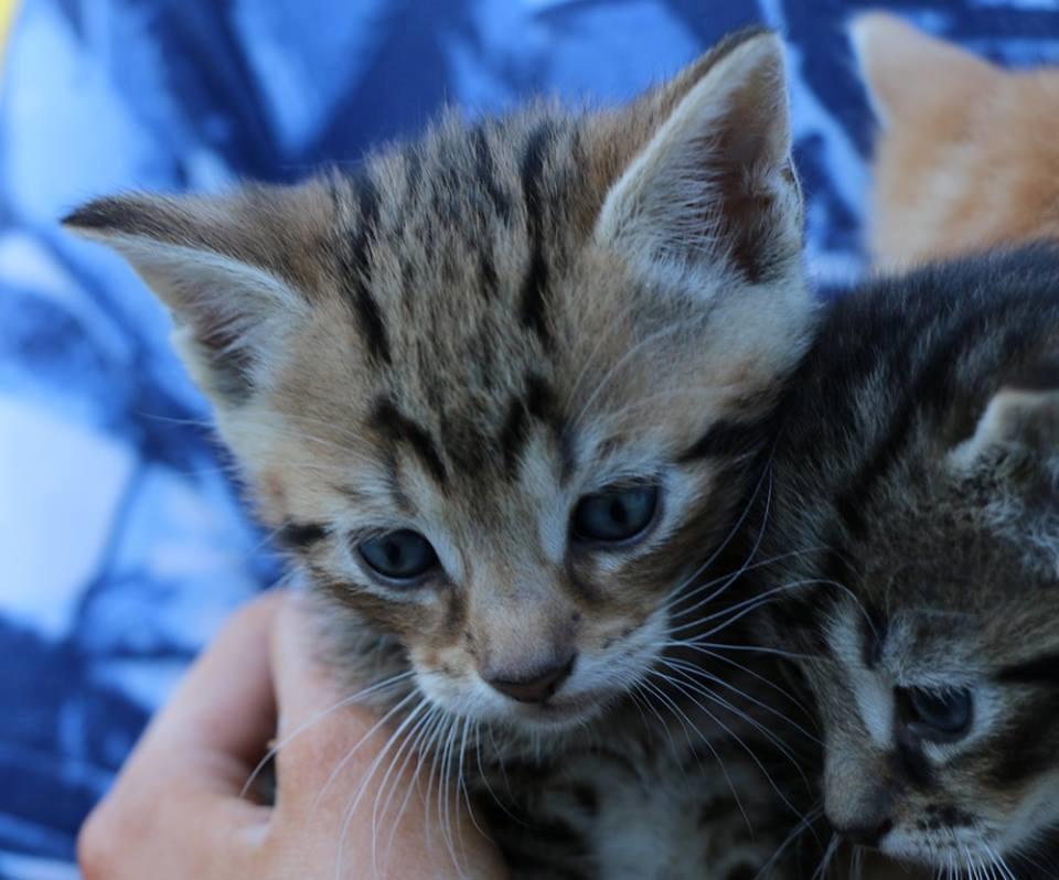 Huskat Mr. Tomiss billede 45