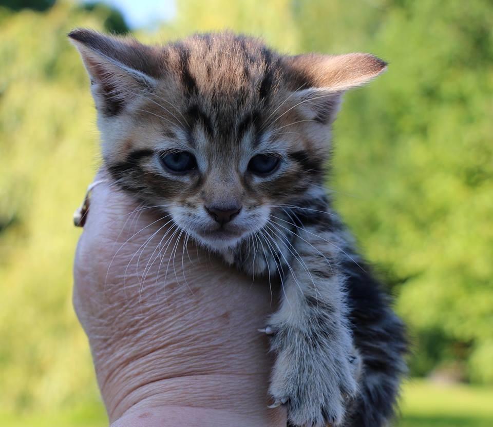 Huskat Mr. Tomiss billede 44