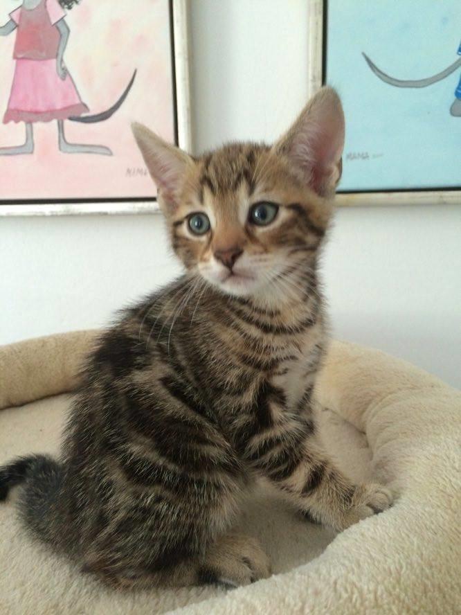 Huskat Mr. Tomiss billede 43