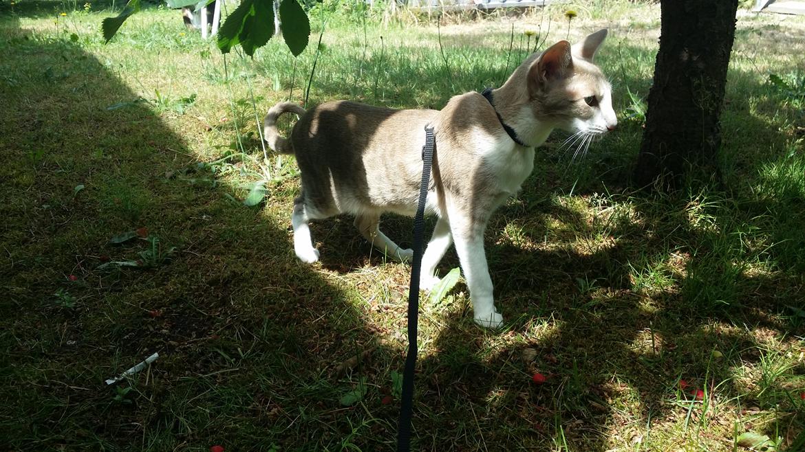 Orientaler Kiyaya billede 2